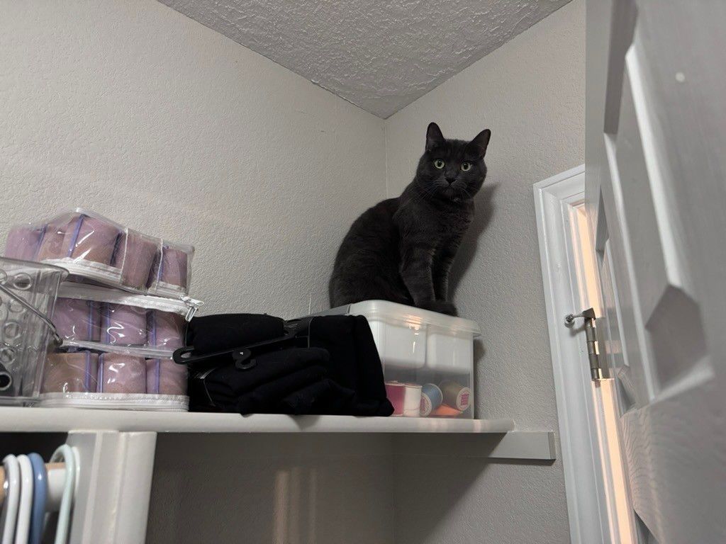 Mastodon Post 2024-07-06