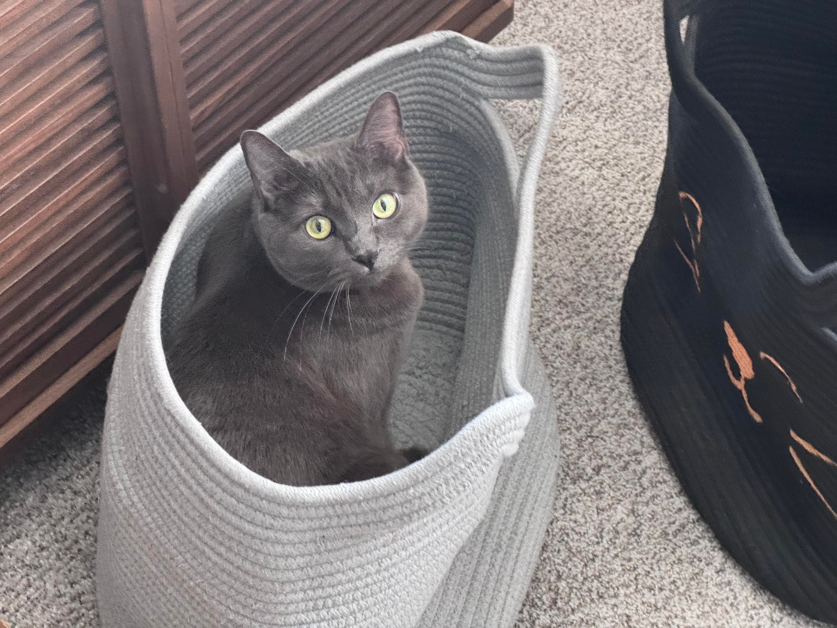 Mastodon Post 2024-12-14