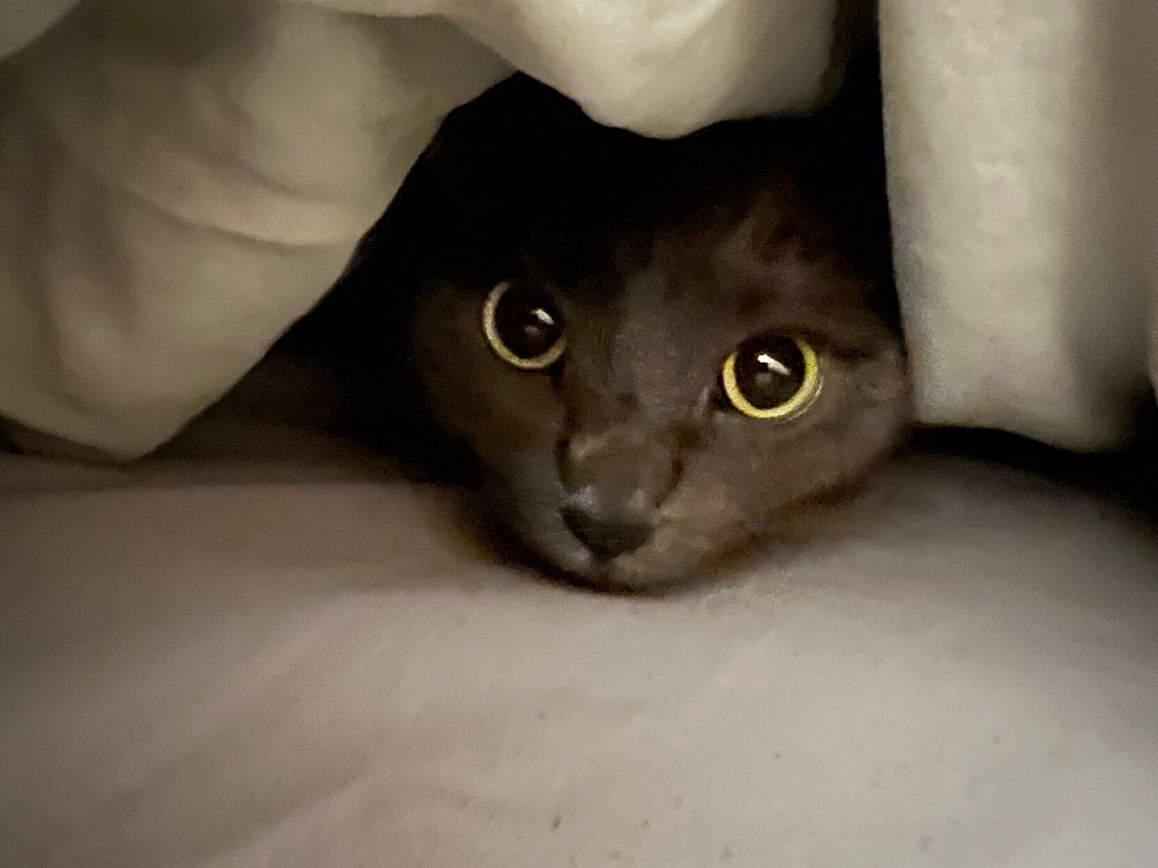 Mastodon Post 2023-07-08