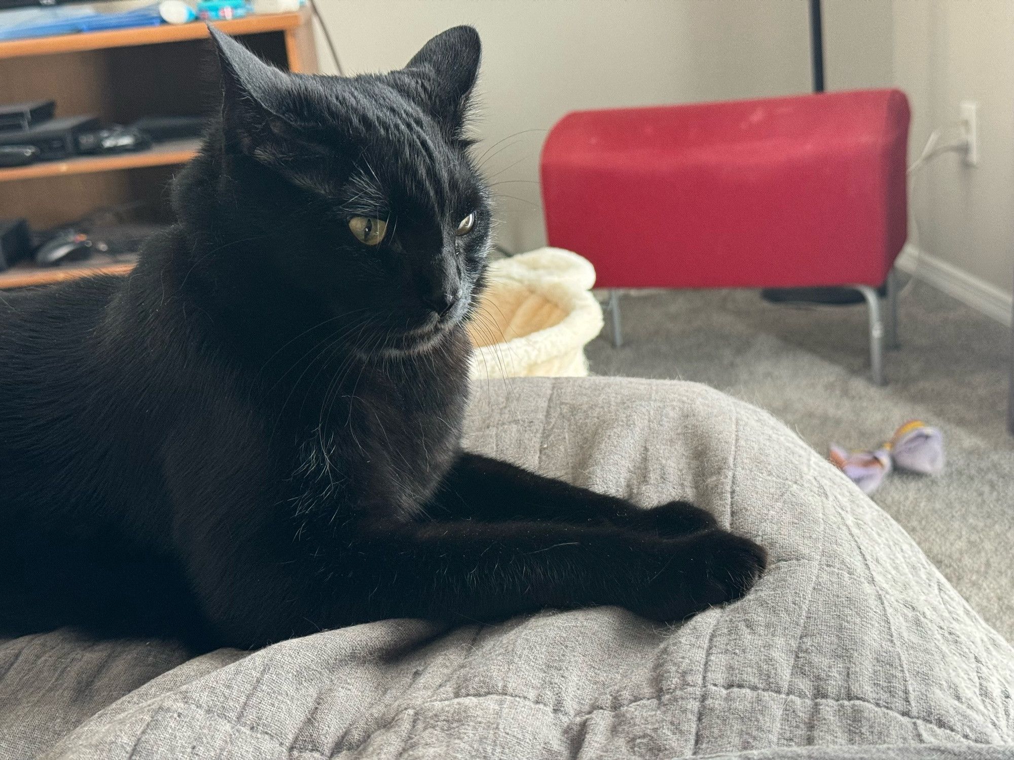 Bluesky Post 2024-08-31