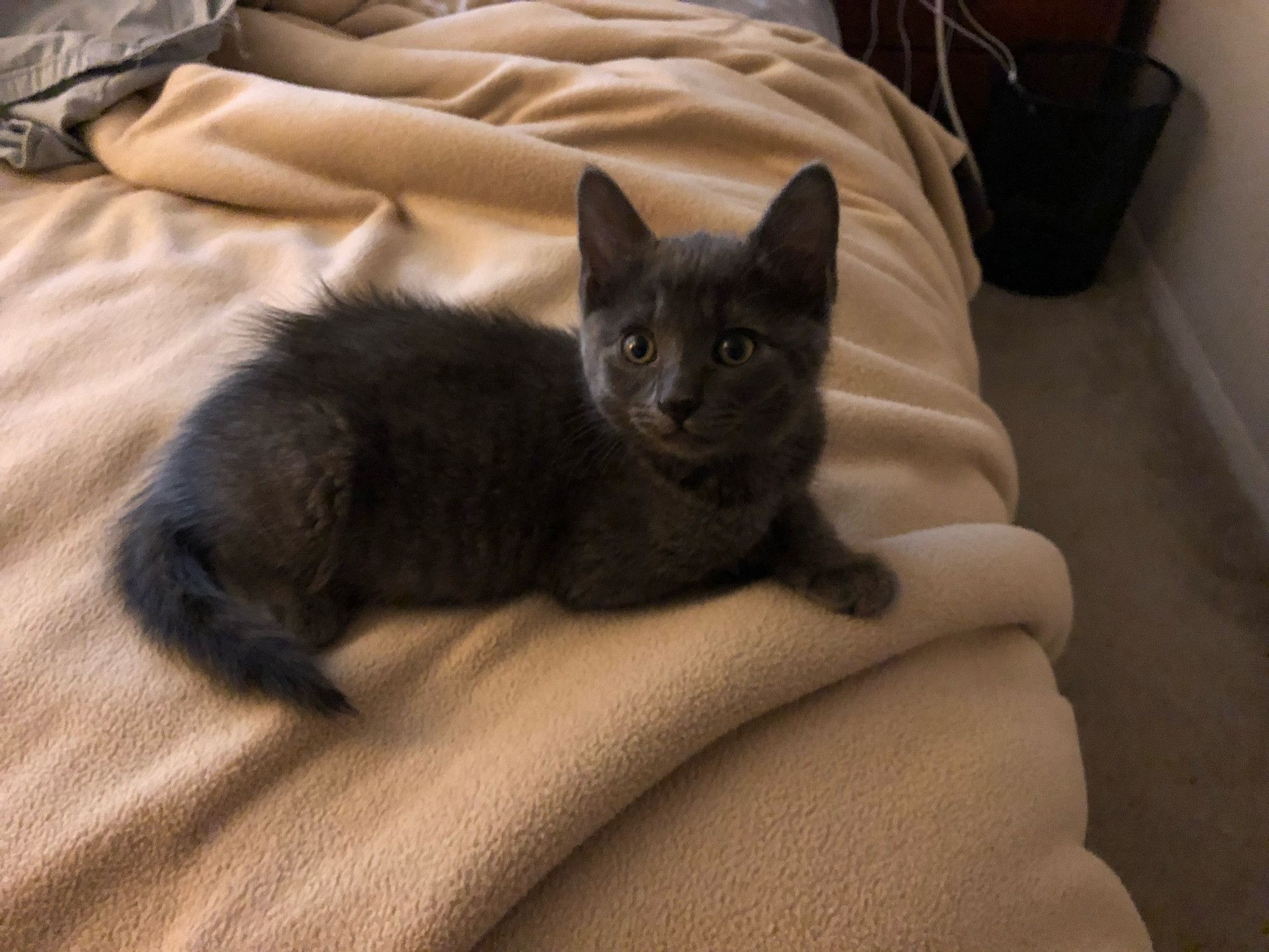 Bluesky Post 2024-06-22