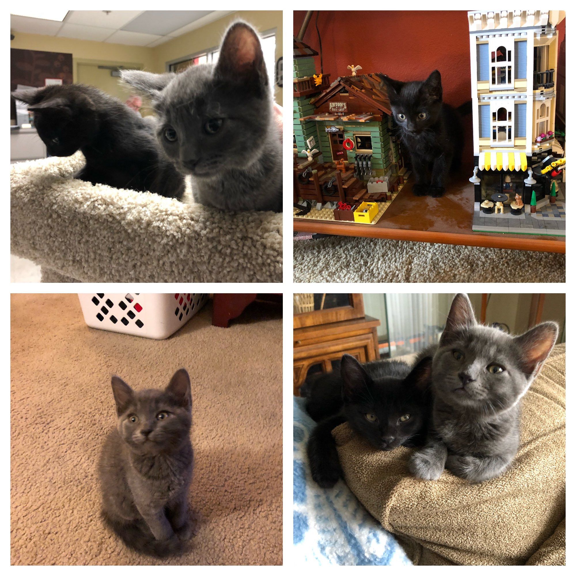 Bluesky Post 2024-04-06