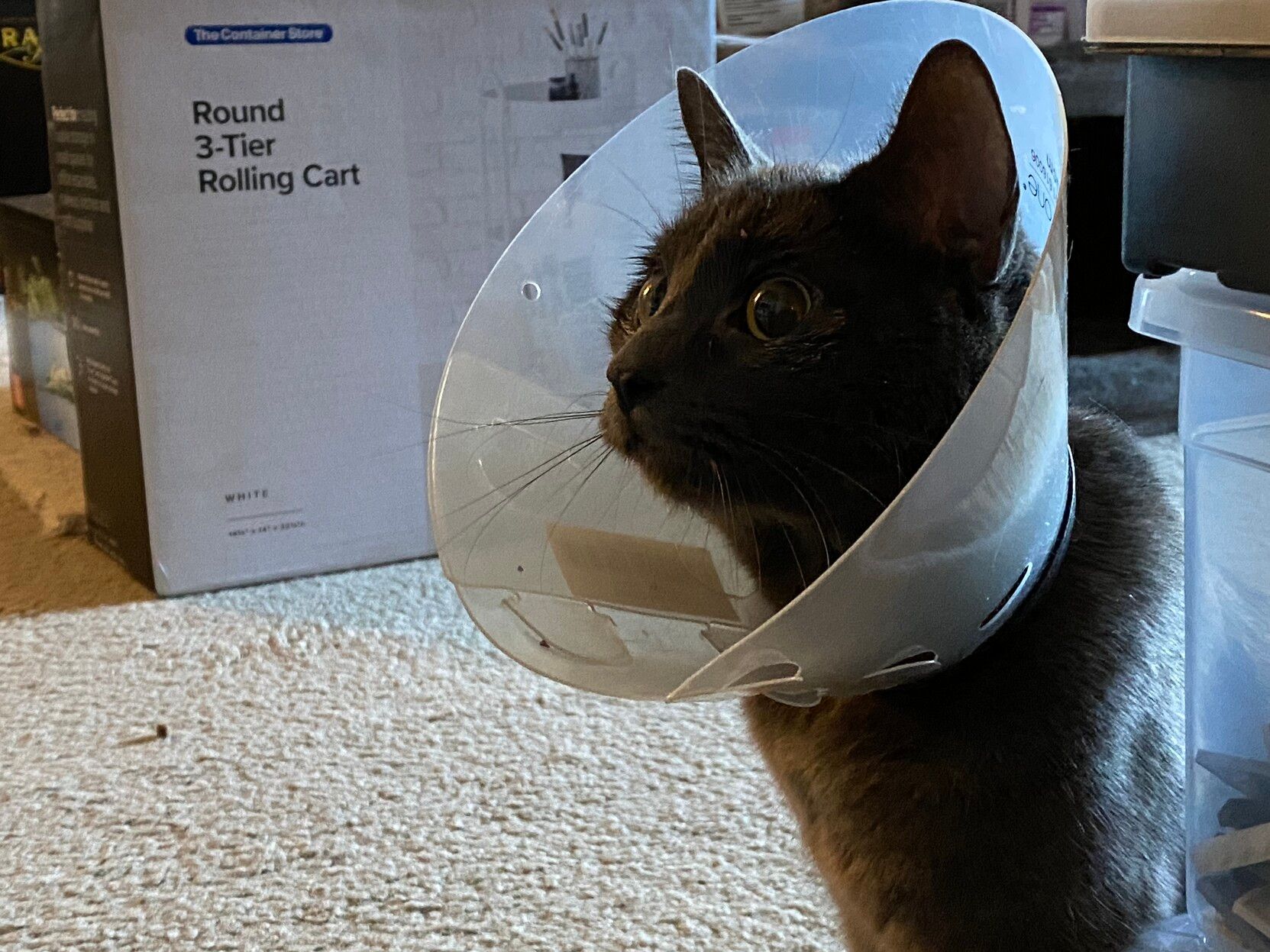 Mastodon Post 2023-05-13