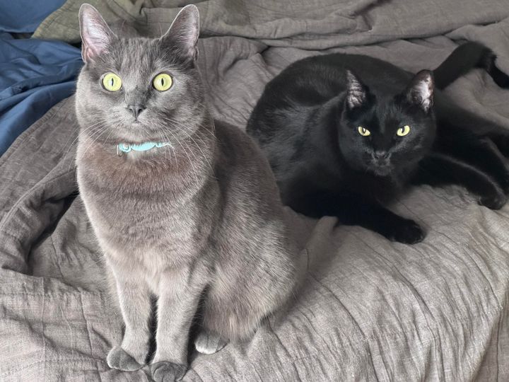 Mastodon Post 2025-01-11