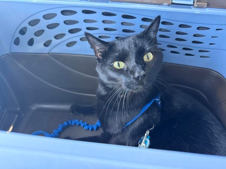 Mastodon Post 2025-07-05