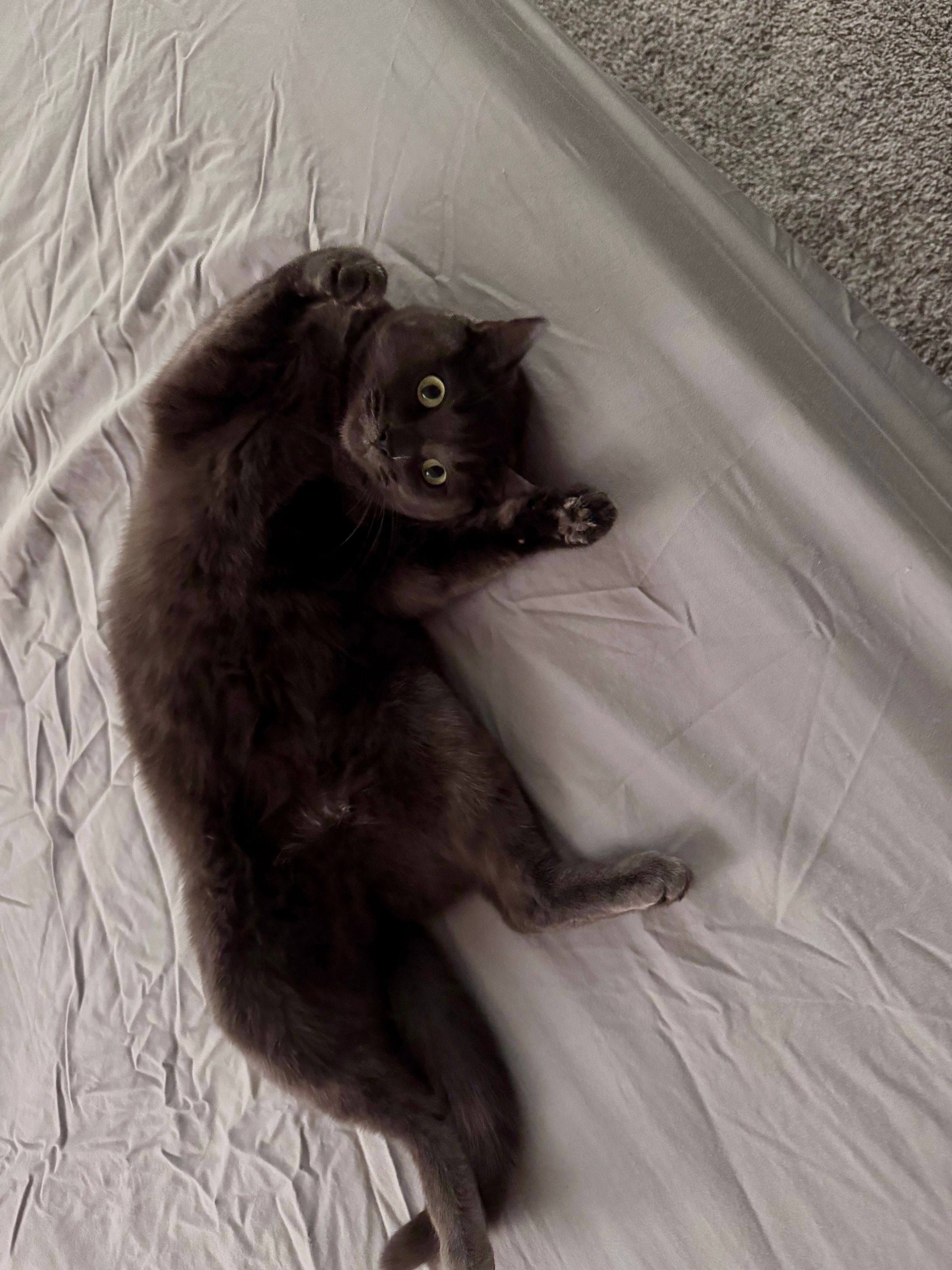 Mastodon Post 2024-11-30