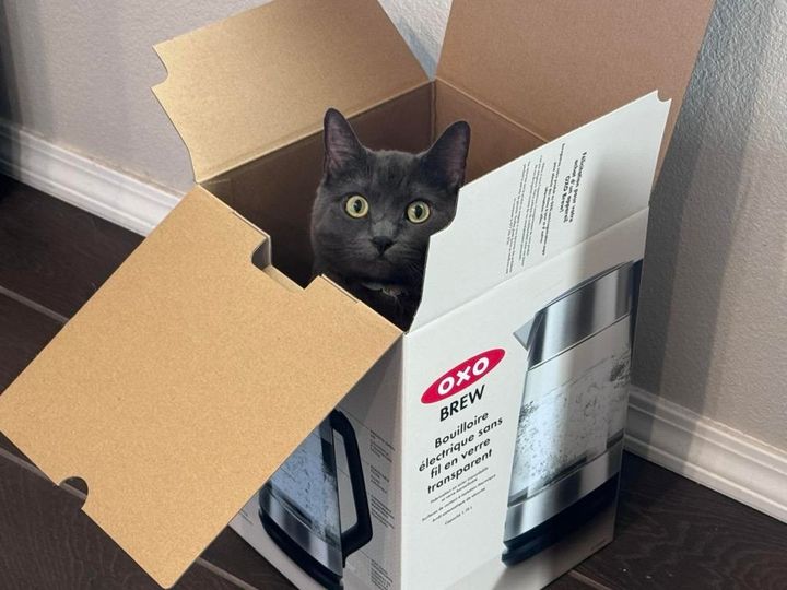 Mastodon Post 2025-02-08